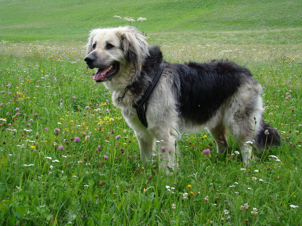 Pim in de bergen in Oostenrijk