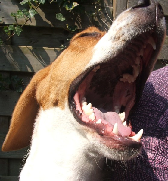 Heb ik geen gaaf gebit?