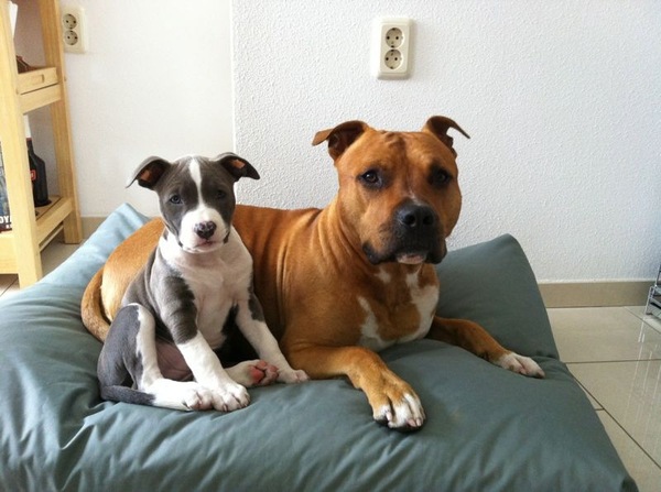 American Staffordshire Terrier