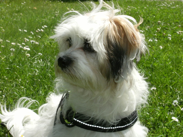 Lhasa Apso