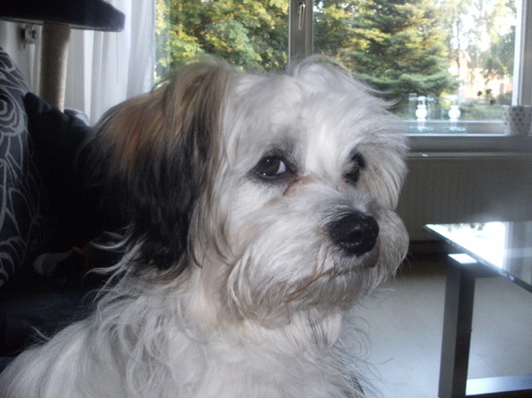 Lhasa Apso