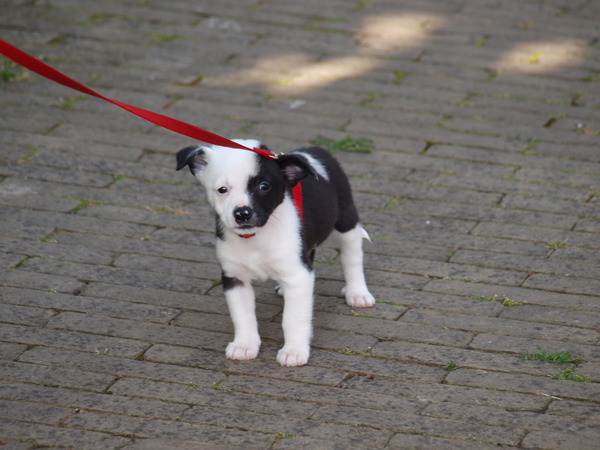 mijn kruising dwerg pincher en bobtail