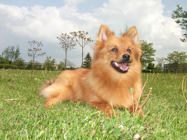 Keeshond, Middenslag