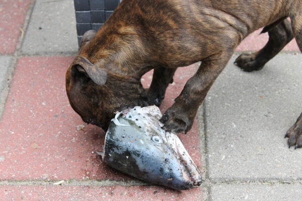 een lekkere vissenkop voor brutus