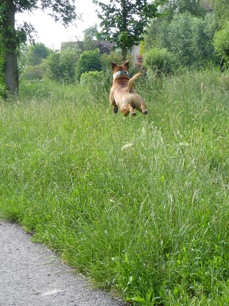 Ozzy is having some fun.