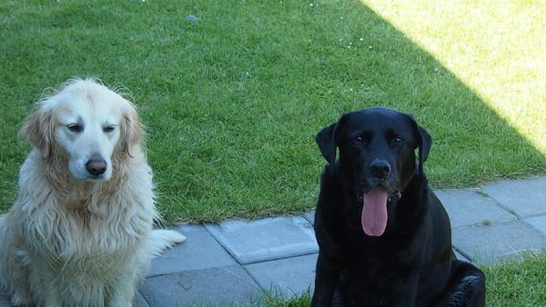 Lady en Spoeky lekker op vakantie
