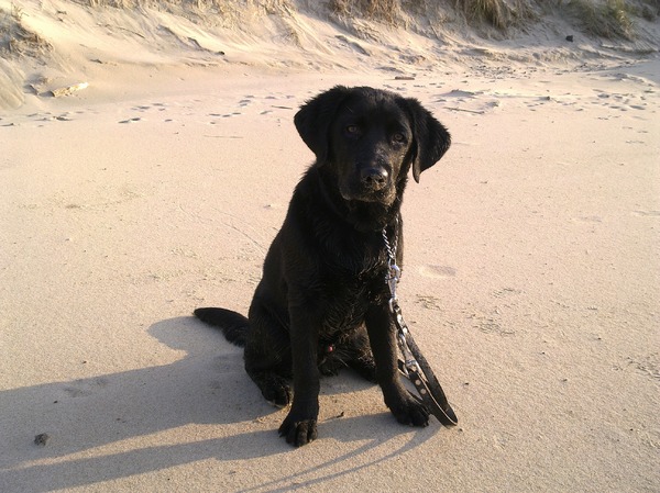 onze mooie diesel