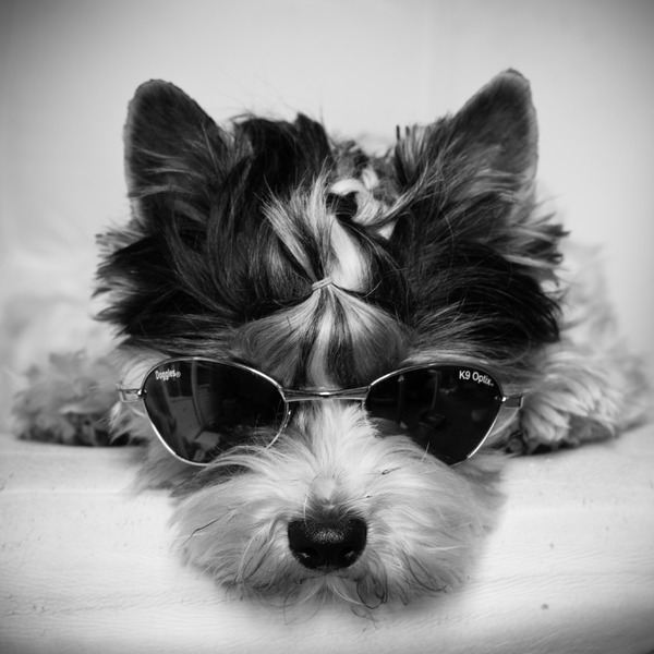 Cool Dog