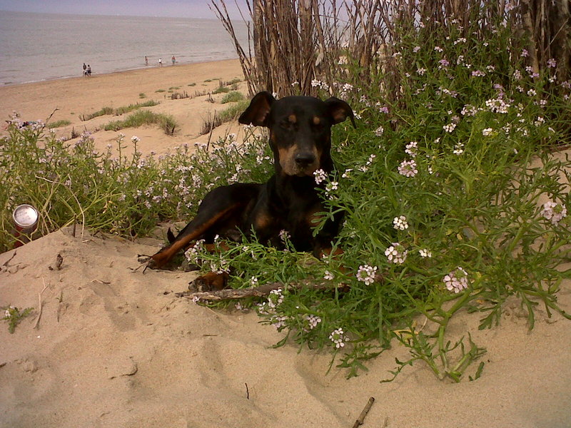 Duitse Pinscher
