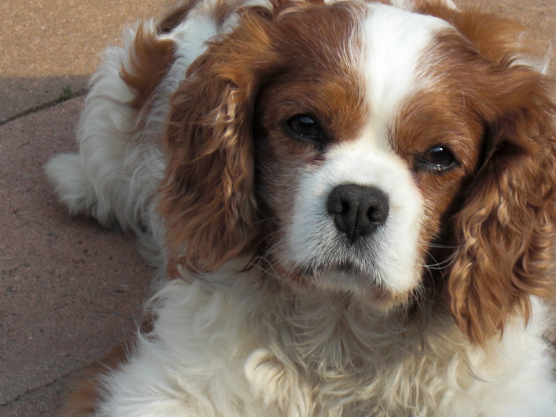 Cavalier King Charles Spaniel