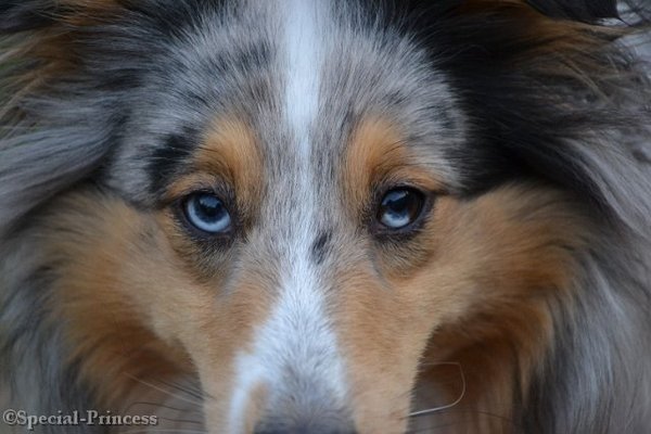 Abby's blauwe kijkers