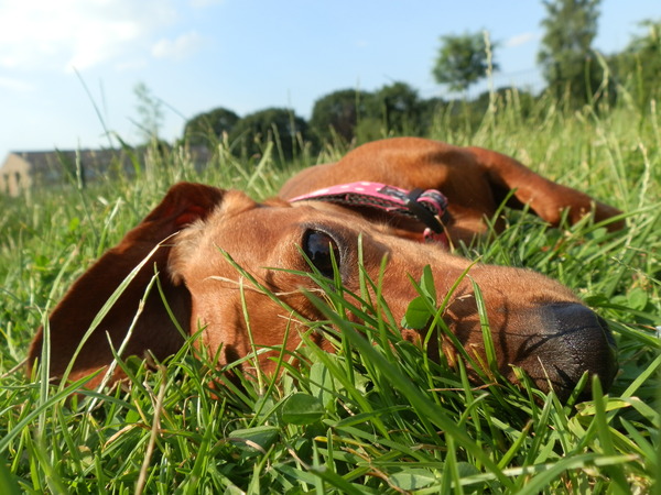 Guusje de Gras-Genieter 