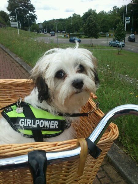 pip de eerste keer op de fiets.