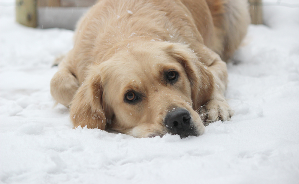 Afkoelen in de sneeuw