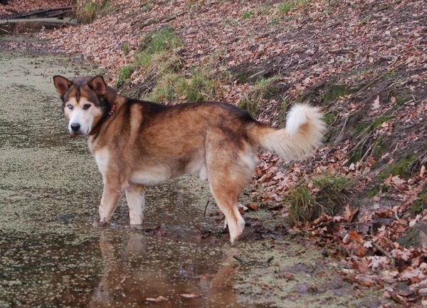 Hunter aan het hunten op vissen
