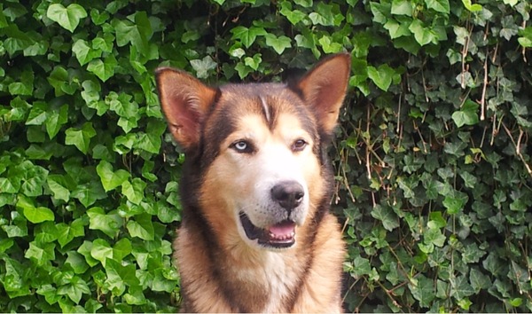 Portret van een schoonheid