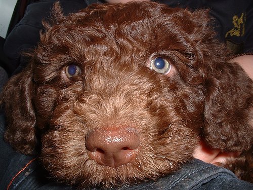 Perro de Agua Espagnõl