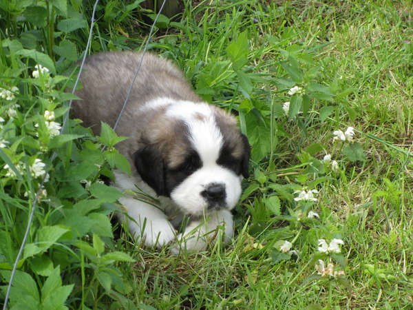 Sint Bernard, langhaar