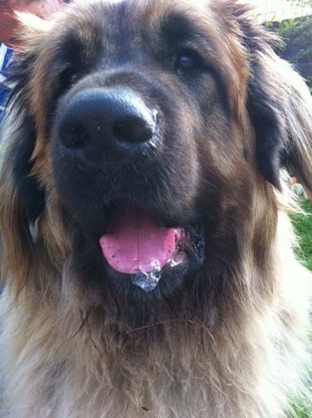 Leonberger