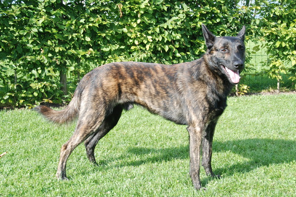 Hollandse Herdershond, korthaar