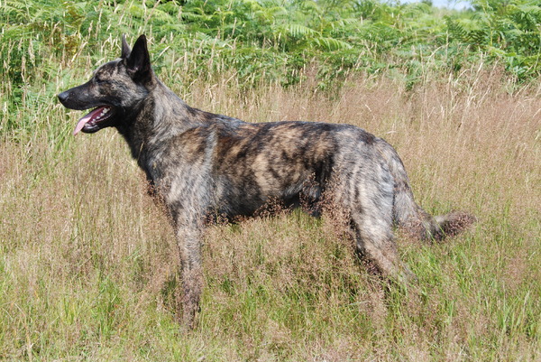 Hollandse Herdershond, korthaar