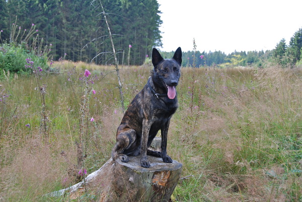 Hollandse Herdershond, korthaar