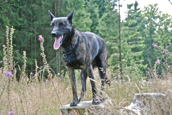 Hollandse Herdershond, korthaar