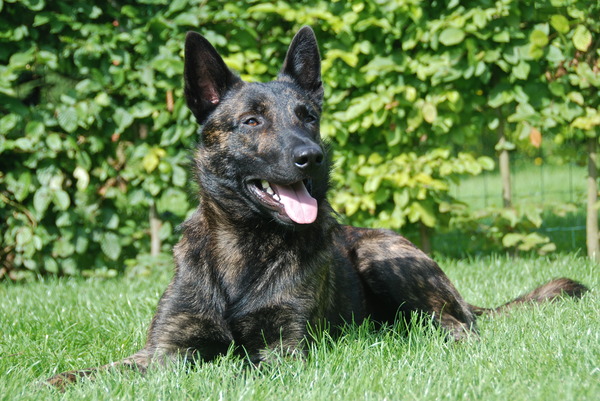 Hollandse Herdershond, korthaar