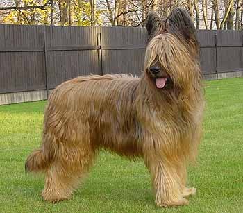 Briard