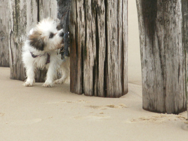 pip op het strand