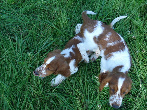 Welsh Springer Spaniel