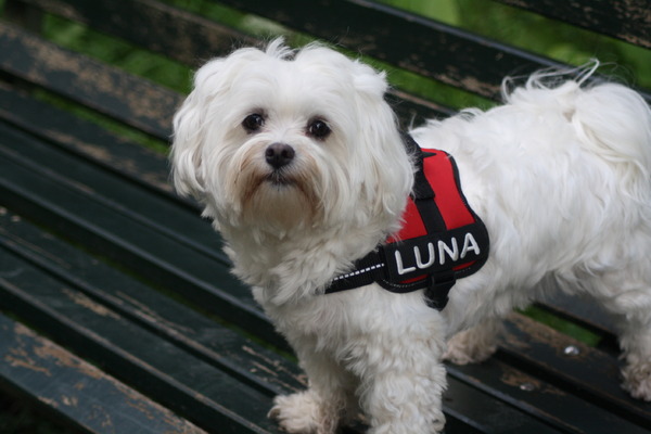Luna in het Amsterdamse bos