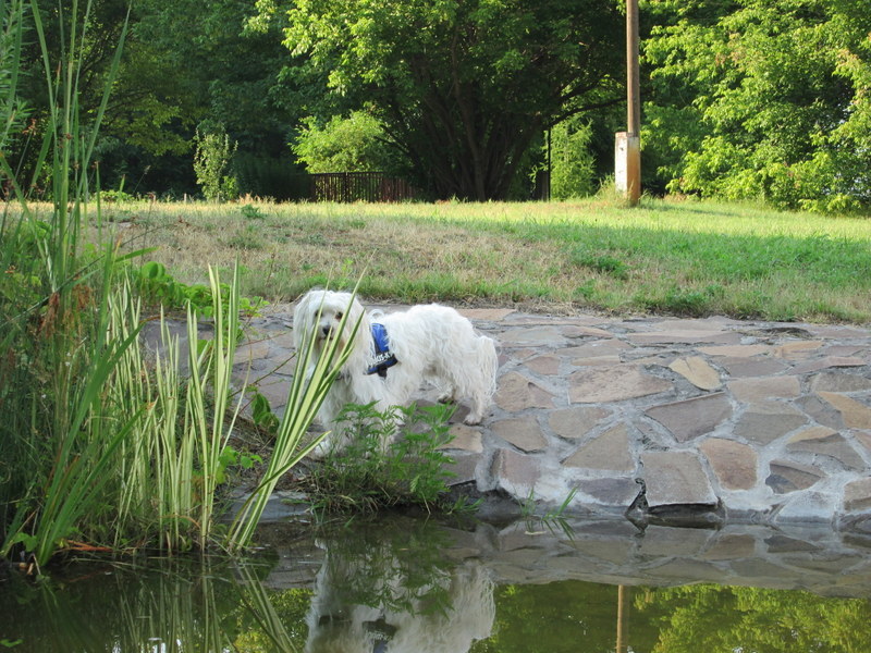 Plukkie in Hongarije