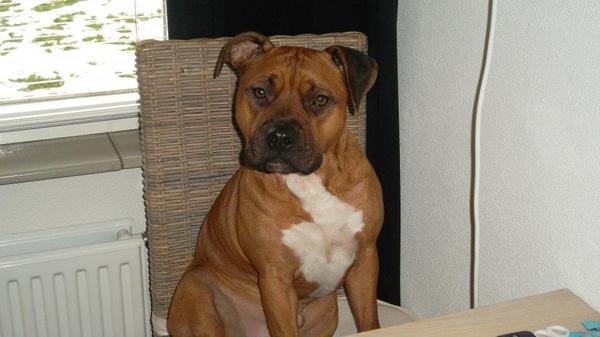 American Staffordshire Terrier