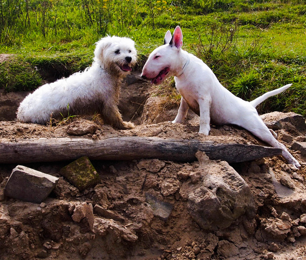 Wij zijn twee vriendjes!