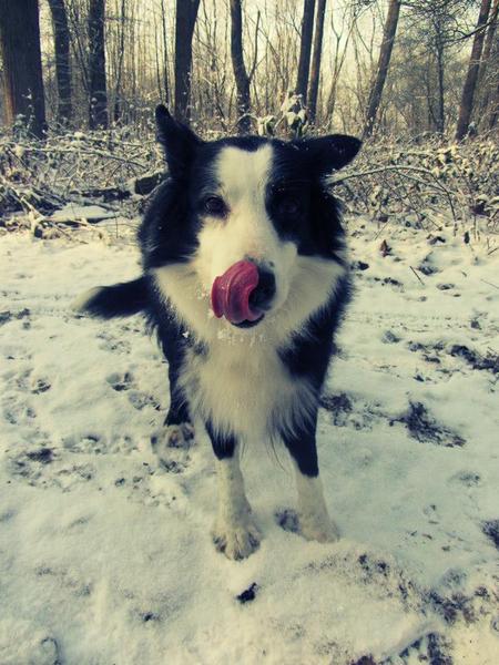 Border Collie