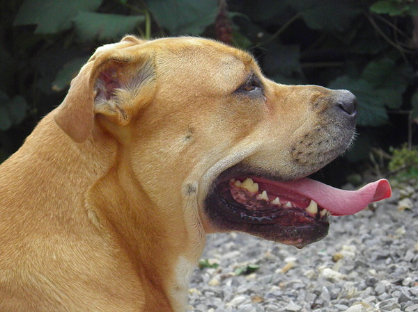 Perro Dogo Mallorquín