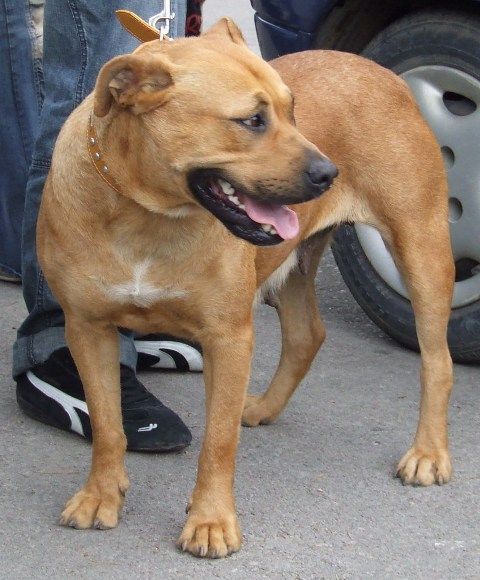 Perro Dogo Mallorquín