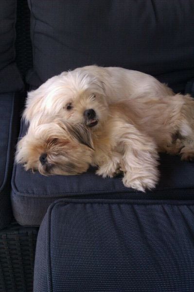 Shih Tzu