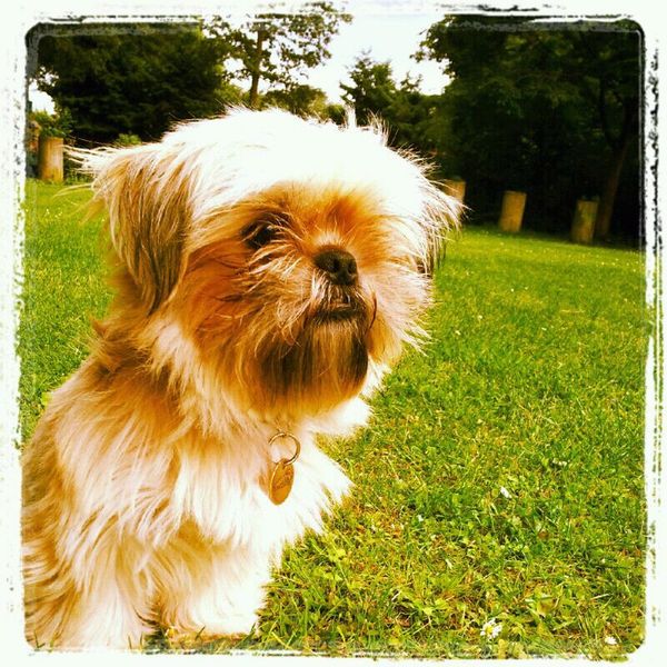 Shih Tzu