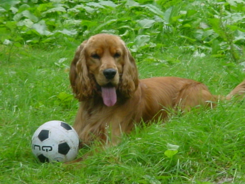 Engelse Cocker Spaniel
