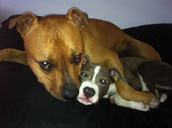 American Staffordshire Terrier