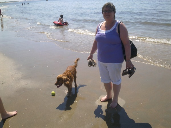 Engelse Cocker Spaniel