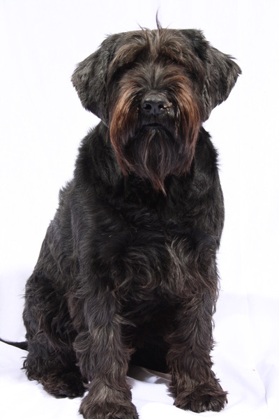 Middenslag Schnauzer, zwart