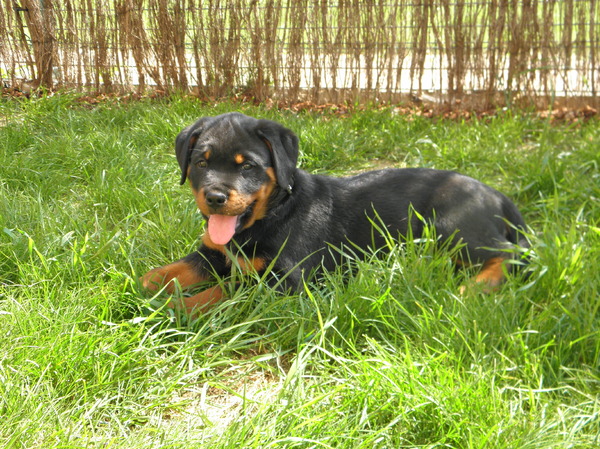 Rottweiler