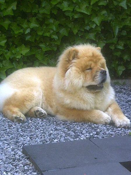Chow chow
