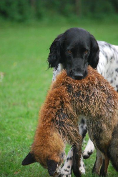 Grote Munsterlander Kennel Uut 't Vossebeltseveld