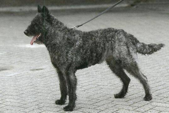 Hollandse Herdershond, ruwhaar