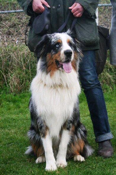 Australian Shepherd