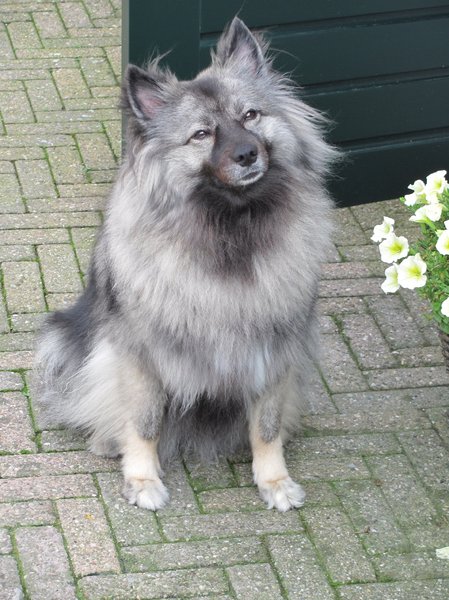 Keeshond, Grijze